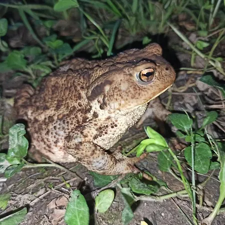 Dağ evi Serenity Dramlje