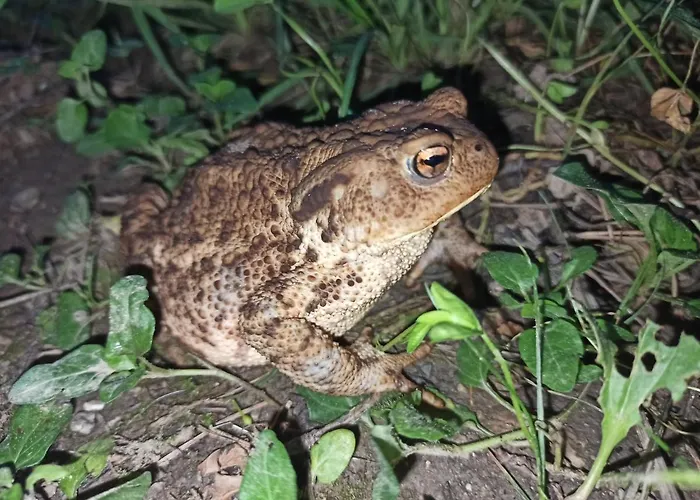 Chalet Serenity Dramlje